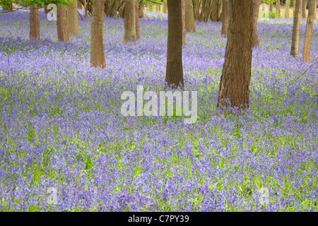 Champs de BLUEBELL HAUGHLEY PARK Banque D'Images
