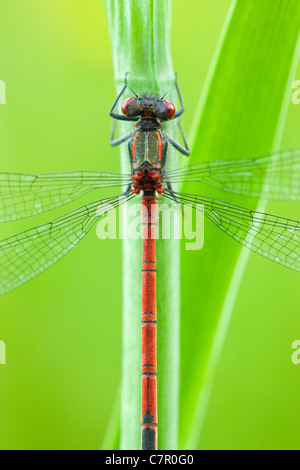 Grande demoiselle, Pyrrhosoma nymphula rouge. Surrey, UK. Banque D'Images