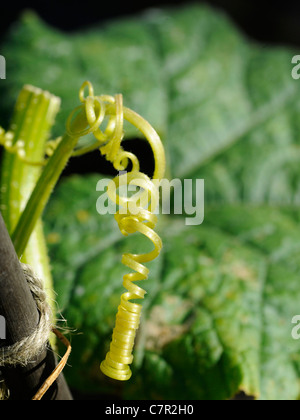 Une vrille courbé à partir d'un plant de courge jaune Banque D'Images