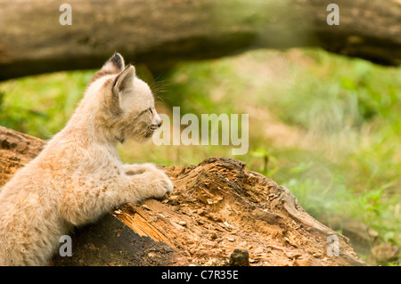 Les jeunes lynx eurasien chaton close-up Banque D'Images