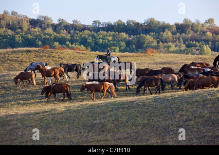 Les chevaux dans le ranch, Mongolie intérieure, Chine Banque D'Images