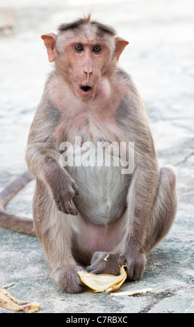 Macaca radiata . Singe macaque bonnet femme manger une banane Banque D'Images