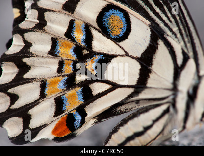 Papilio demoleus . Motif aile de papillon citron vert Banque D'Images