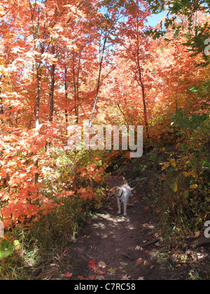 Les arbres avec des feuilles colorées à Killyon Canyon, Utah, United States Banque D'Images