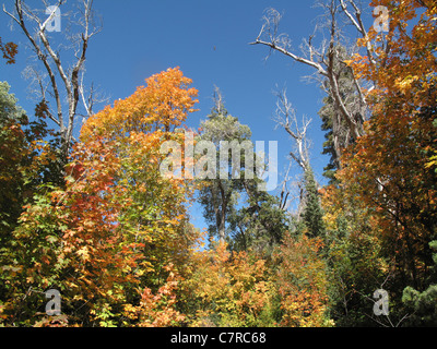 Les arbres avec des feuilles colorées à Killyon Canyon, Utah, United States Banque D'Images