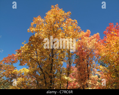 Les arbres avec des feuilles colorées à Killyon Canyon, Utah, United States Banque D'Images