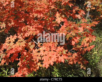 Les arbres avec des feuilles colorées à Killyon Canyon, Utah, United States Banque D'Images