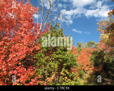 Les arbres avec des feuilles colorées à Killyon Canyon, Utah, United States Banque D'Images