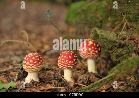 Trois champignons agaric fly nouvellement cultivées dans un bois - champignons Amanita muscaria Banque D'Images