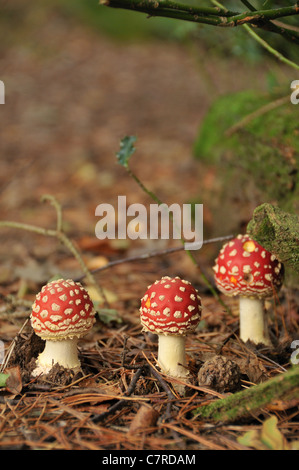 Trois champignons agaric fly nouvellement cultivées dans un bois - champignons Amanita muscaria Banque D'Images