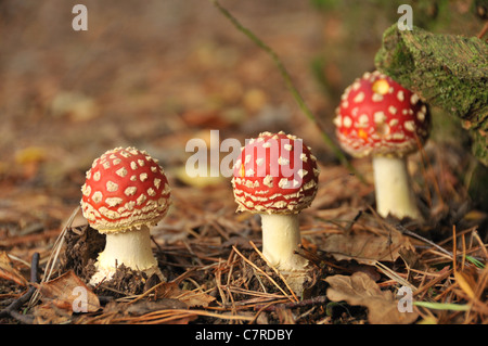 Trois champignons agaric fly nouvellement cultivées dans un bois - champignons Amanita muscaria Banque D'Images