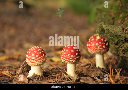 Trois champignons agaric fly nouvellement cultivées dans un bois - champignons Amanita muscaria Banque D'Images