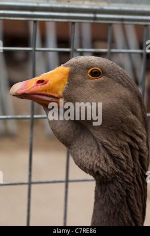 Toulouse (Anser anser). Race domestique, originaire de France. Marché de la volaille. Le Suffolk. Banque D'Images