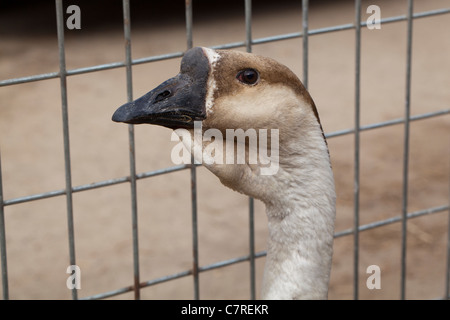 Goose (Anser cygnoides africaine). Comme les Chinois Goose une forme domestiquée de l'oie cygnoïde sauvage. Fleurit dans les tropiques. Banque D'Images