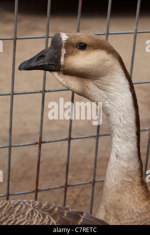 Goose (Anser cygnoides africaine). Comme les Chinois Goose une forme domestiquée de l'oie cygnoïde sauvage. Fleurit dans les tropiques. Banque D'Images