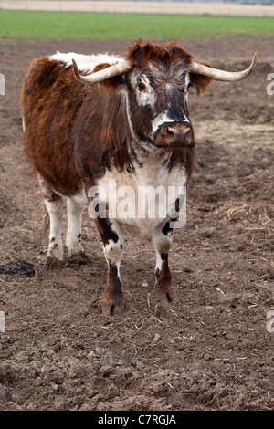 English Longhorn Vache (Bos taurus). Banque D'Images