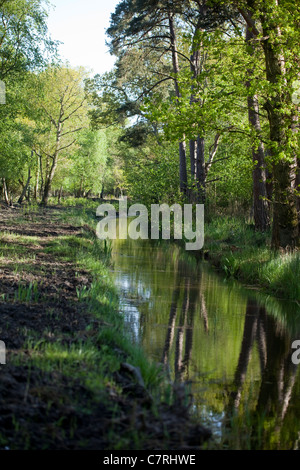 Digue de drainage, au sein Calthorpe vaste NNR, au printemps. Le Norfolk. Banque D'Images