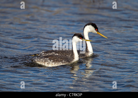 Grèbe élégant Aechmophorus occidentalis Klamath Falls, Oregon, United States 9 mai adultes en plumage nuptial. Podicipedidae Banque D'Images