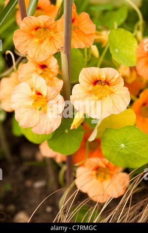 Capucine, Tropaeolum majus, en fleurs Banque D'Images