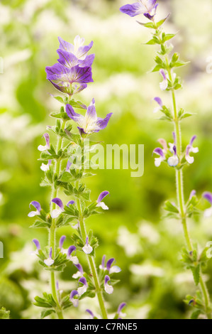 Salvia viridis, sauge sclarée, sauge, sauge Horminum peint Banque D'Images