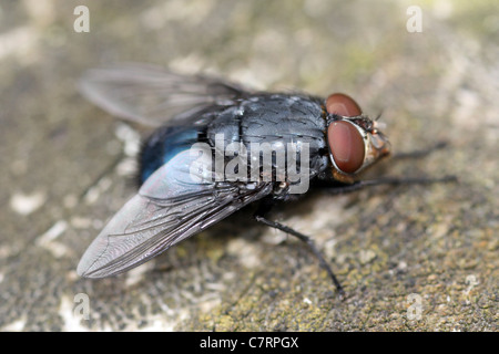 Bouteille Bleue Calliphora vomitoria Banque D'Images