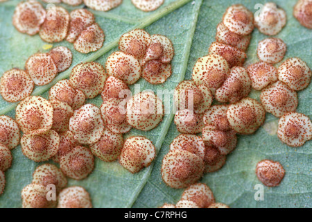 L'objet de feuille de chêne Galles Spangle commun causé par le Gall Wasp Neuroterus quercusbaccarum Banque D'Images