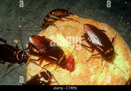 Blatte Periplaneta australasiae (Australie) se nourrissant d'un gâteau dans la nuit dans une maison, Costa Rica Banque D'Images