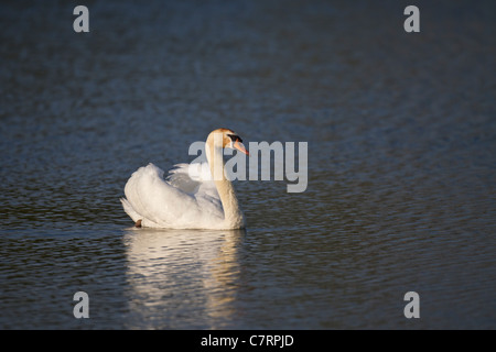 Cygnus olor cygne tuberculé oiseaux Höckerschwan schwimmen nager vogel wasser wasservogel d'oiseaux d'eau Banque D'Images