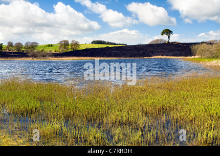 Priddy étang dans le Somerset, Mendips avec pinceau paysage noirci après les dégâts causés par le feu, prise le jour ensoleillé Banque D'Images