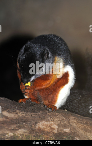 L'écureuil de couleur tri-asiatique (Callosciurus), Zoo Fuengirola (Fuengirola), Bioparc, Costa del Sol, Andalousie, Espagne, Europe. Banque D'Images