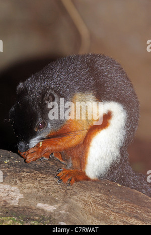 L'écureuil de couleur tri-asiatique (Callosciurus), Zoo Fuengirola (Fuengirola), Bioparc, Costa del Sol, Andalousie, Espagne, Europe. Banque D'Images
