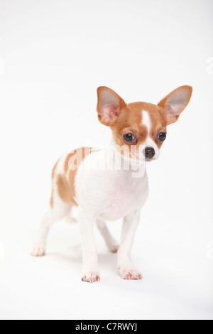 Chiot, Chihuahua, poil lisse, 3 1/2 mois Banque D'Images