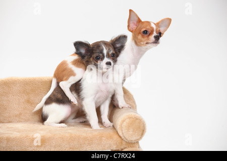 Chihuahua, chiots, aux cheveux lisses et longs, 3 mois 1/2 Banque D'Images