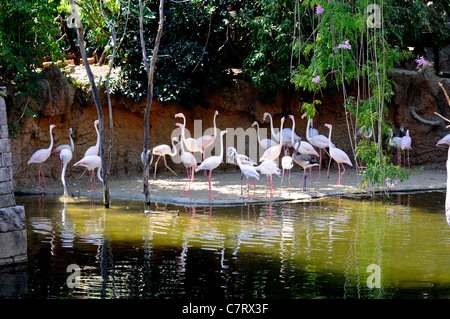 Plus de flamants roses (Phoenicopterus Roseus), Zoo Fuengirola (Fuengirola), Bioparc, Costa del Sol, Andalousie, Espagne, Europe. Banque D'Images