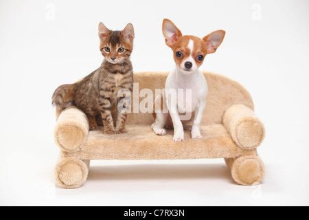 Chiot Chihuahua Poil Lisse 3 Mois Et Demi Et Chat Bengal Chaton 8 Semaines Photo Stock Alamy