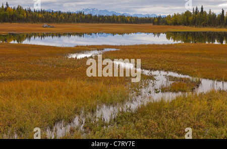 ALASKA, USA - Les terres humides près de Petersville Road. Banque D'Images