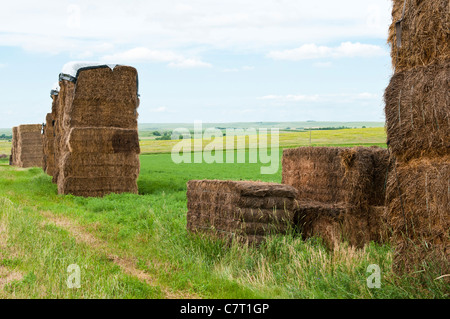 La luzerne en balles carrées sont empilés et couverts pour le stockage dans un champ de luzerne dans le Dakota du Sud. Banque D'Images