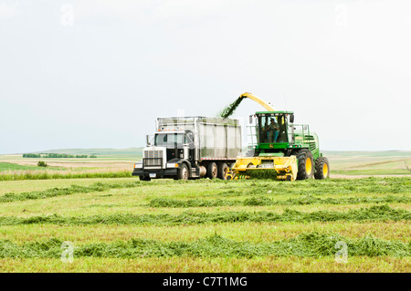 La luzerne est ramassé, râpé pour l'ensilage et transféré dans un camion de déménagement dans un processus continu sur une ferme du Dakota du Sud. Banque D'Images