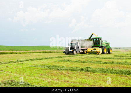 La luzerne est ramassé, râpé pour l'ensilage et transféré dans un camion de déménagement dans un processus continu sur une ferme du Dakota du Sud. Banque D'Images