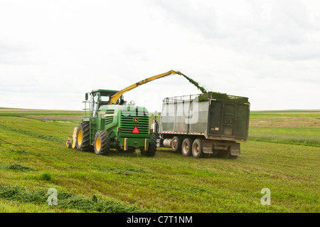 La luzerne est ramassé, râpé pour l'ensilage et transféré dans un camion de déménagement dans un processus continu sur une ferme du Dakota du Sud. Banque D'Images