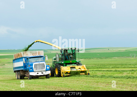 La luzerne est ramassé, râpé pour l'ensilage et transféré dans un camion de déménagement dans un processus continu sur une ferme du Dakota du Sud. Banque D'Images