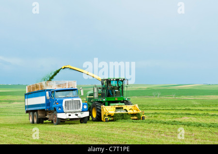 La luzerne est ramassé, râpé pour l'ensilage et transféré dans un camion de déménagement dans un processus continu sur une ferme du Dakota du Sud. Banque D'Images