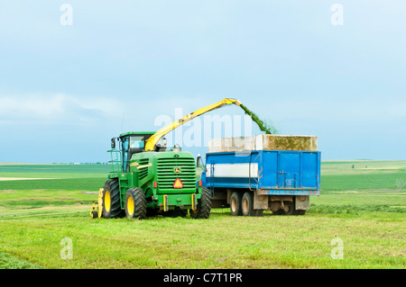 La luzerne est ramassé, râpé pour l'ensilage et transféré dans un camion de déménagement dans un processus continu sur une ferme du Dakota du Sud. Banque D'Images