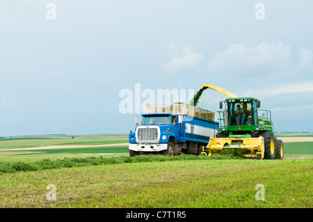 La luzerne est ramassé, râpé pour l'ensilage et transféré dans un camion de déménagement dans un processus continu sur une ferme du Dakota du Sud. Banque D'Images