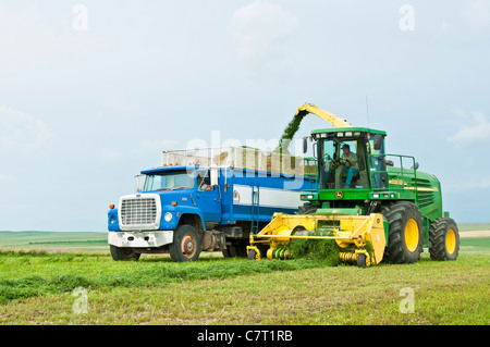 La luzerne est ramassé, râpé pour l'ensilage et transféré dans un camion de déménagement dans un processus continu sur une ferme du Dakota du Sud. Banque D'Images