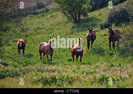 Les chevaux, Las Virgenes, Californie Banque D'Images