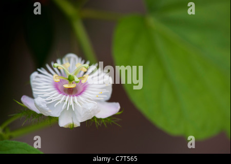 Passiflora Foetida . La passiflore puant. L'Inde Banque D'Images