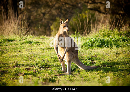 Le kangourou australien au coucher du soleil dans la nature Banque D'Images