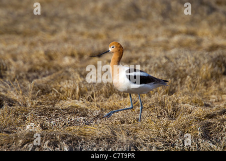 American Avocet Recurvirostra americana Klamath Falls, Oregon, United States 9 mai femelle adulte en plumage nuptial. Banque D'Images