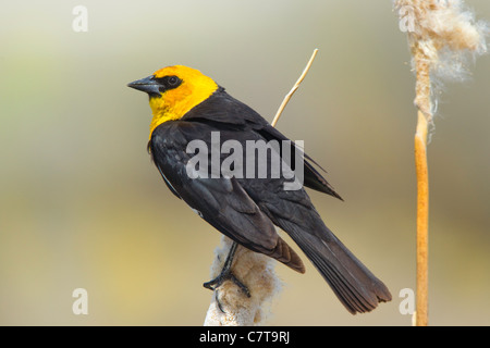 Carouge à tête jaune Xanthocephalus xanthocephalus Klamath inférieur National Wildlife Refuge, California, United States Banque D'Images